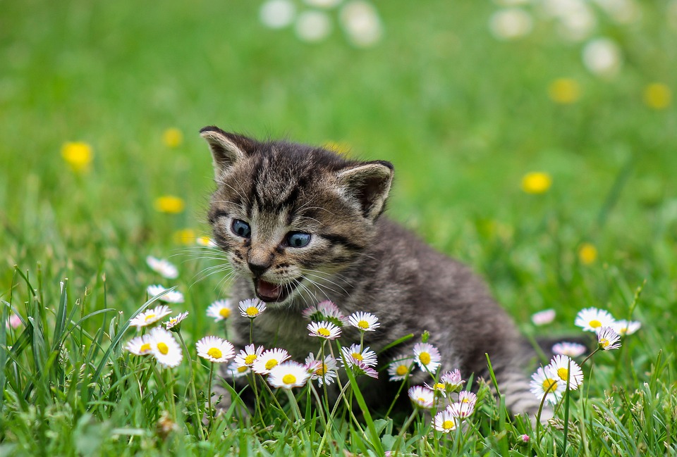 Kat leger i græs